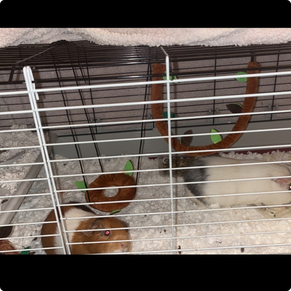 5-pc Plush Hammock Swing Set bed, Tunnel hammock etc 4 sugar gliders & sm pets - Picture 5 of 13